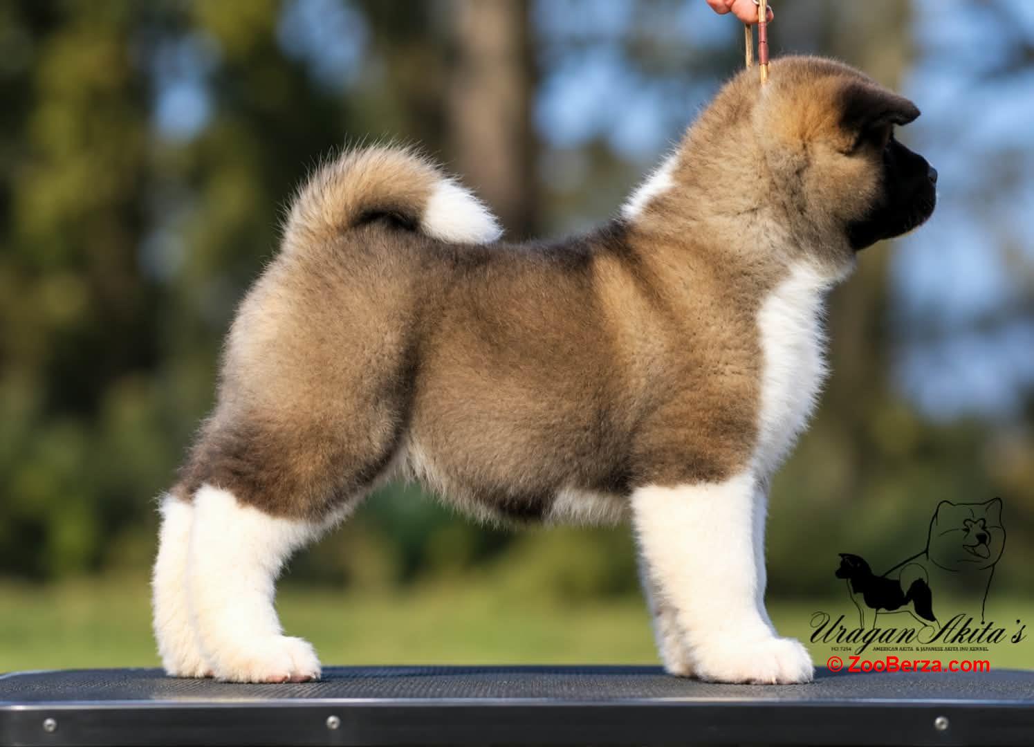 Američka akita, štenad oba pola
