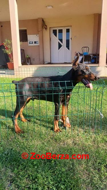 Na prodaju štenci Dobermana starosti 4 meseca