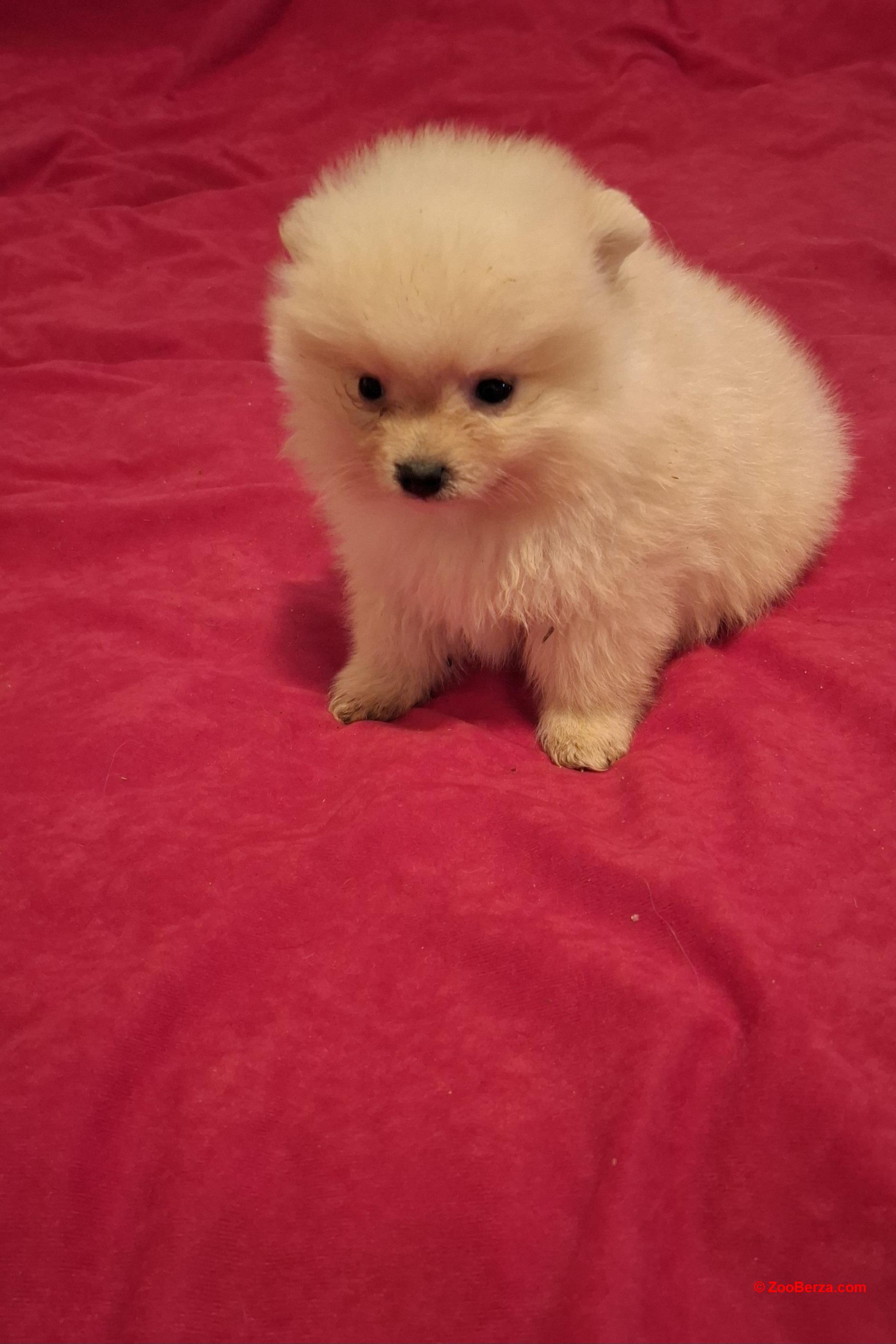 Pomeranski spic