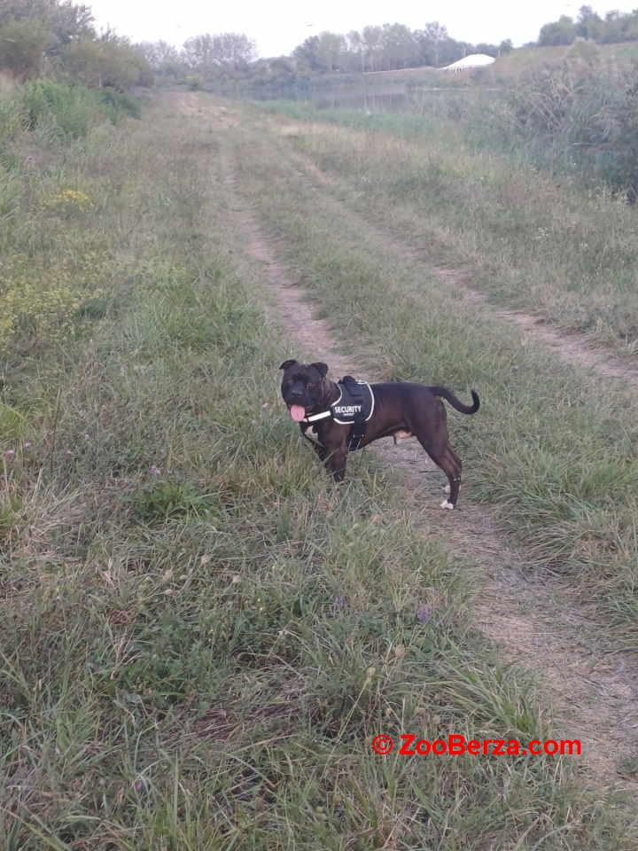 AMERIČKI PIT BUL štenci  