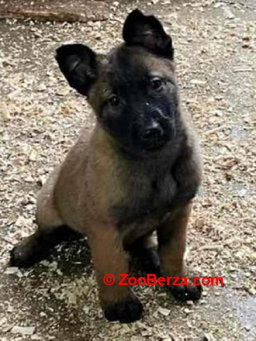 Belgijski Ovčar Malinoa