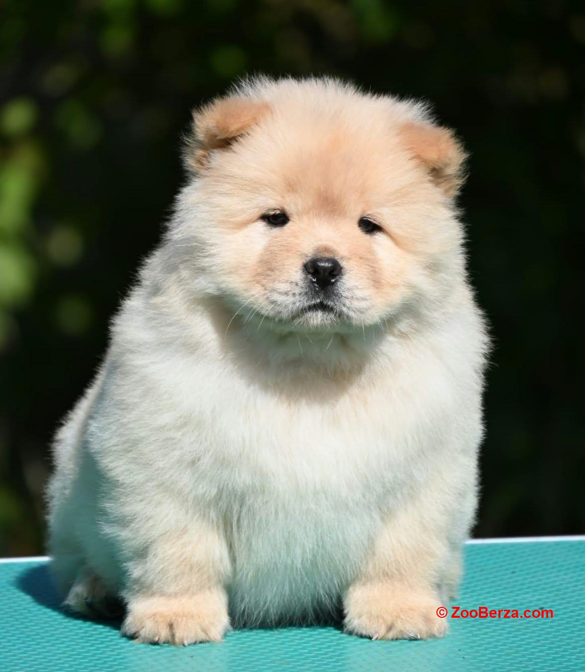 Chow Chow Čau Čau štenci