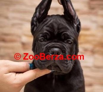 Cane Corso Kane Korso NOVO LEGLO