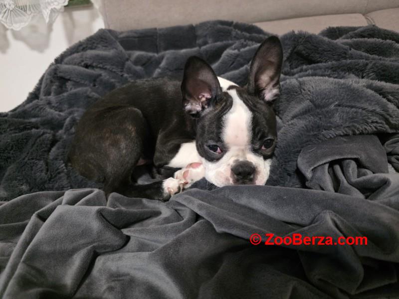 Boston terijer stenci