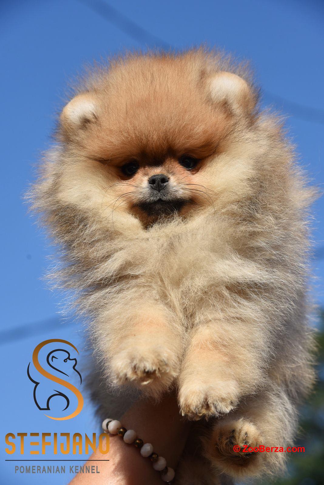 Pomeranac BOO štenci vrhunskog kvaliteta