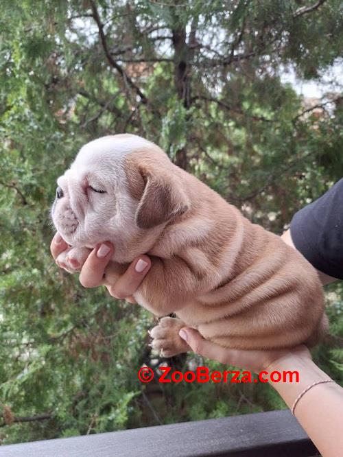 Engleski Buldog