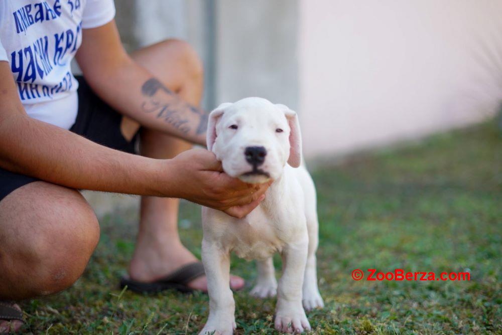 Dogo Argentino štenci