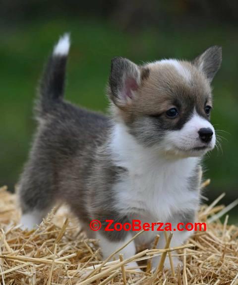 Velški korgi Welsh Corgi Pembroke