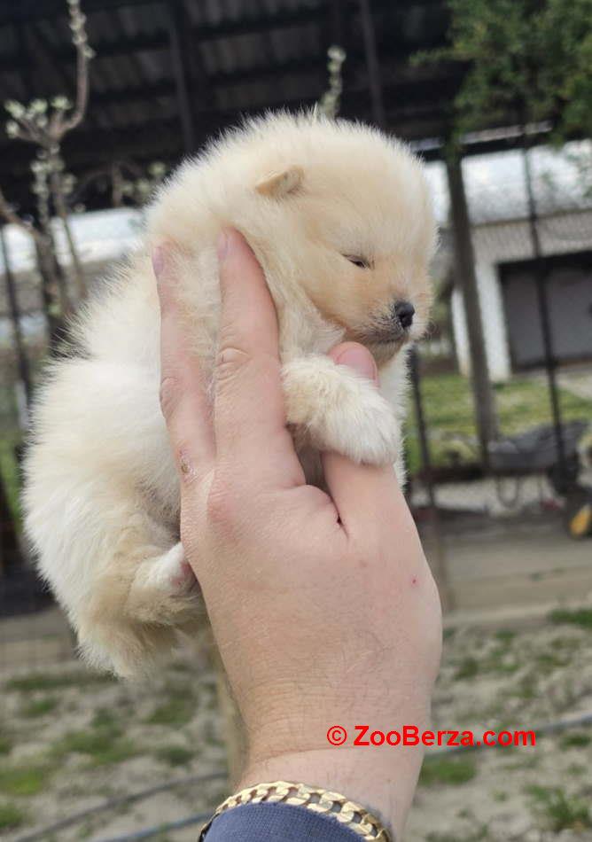 Najlepsi Pomeranci Boo