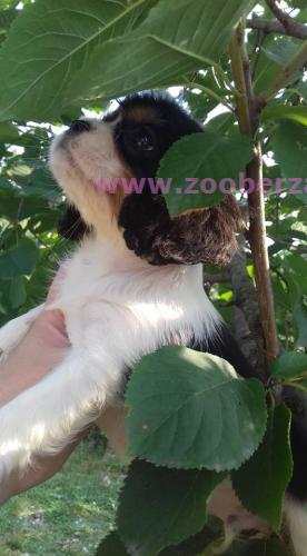 Cavalier spanijel