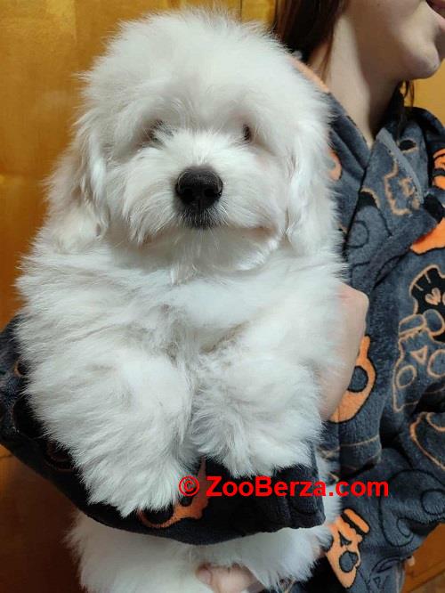 Coton de Tulear 