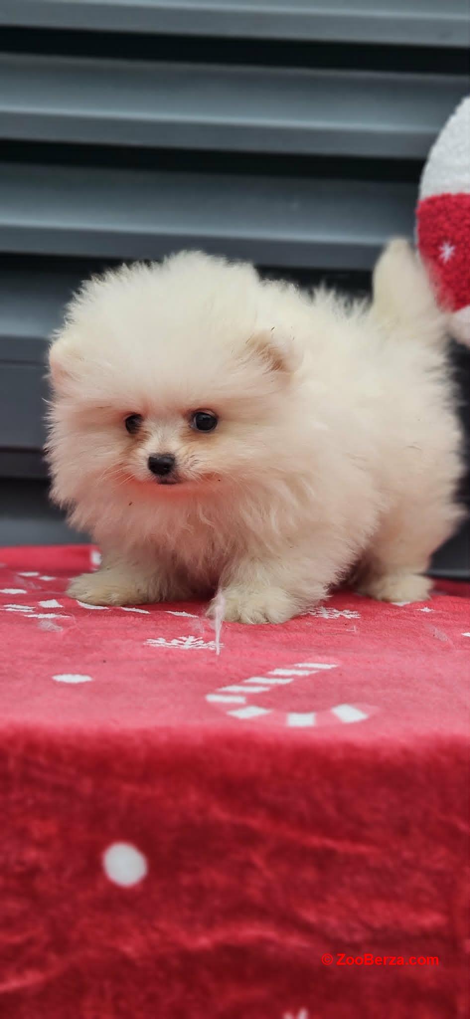 Pomeranac Boo štenci 