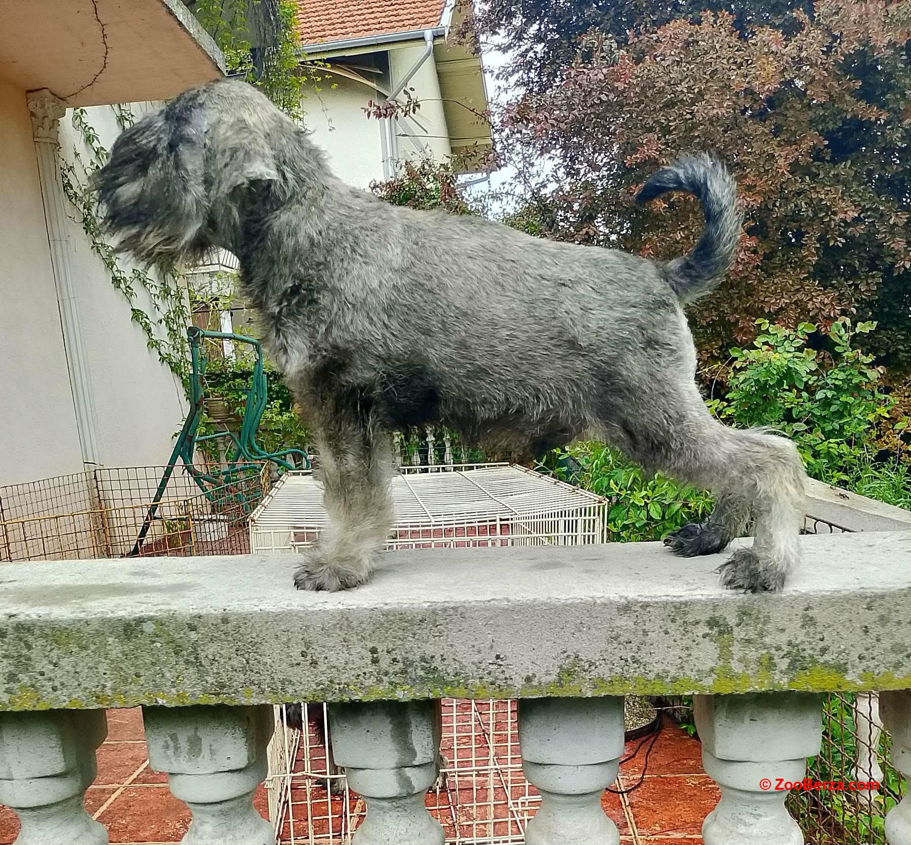 Štenci patuljastih šnaucera 