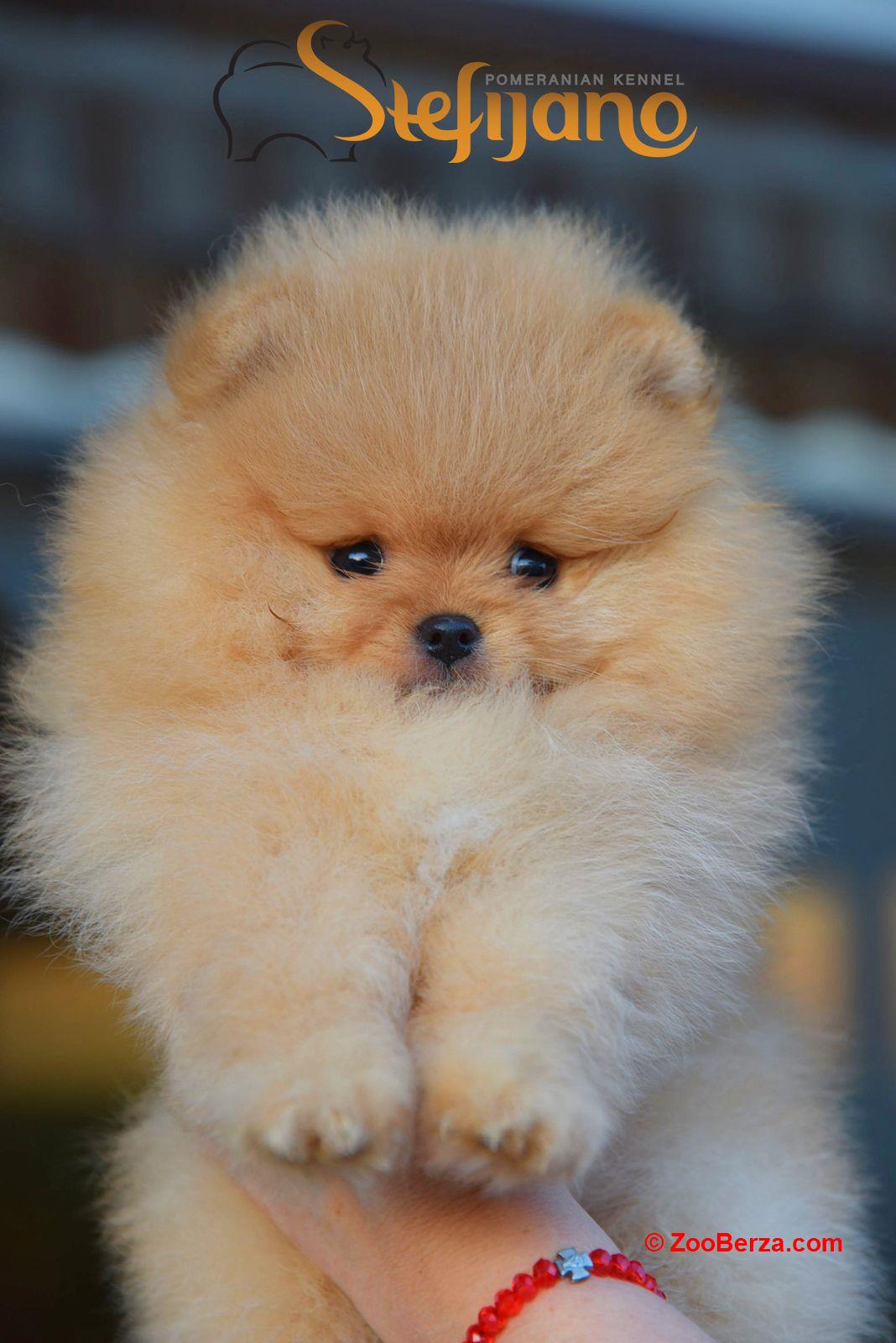 Pomeranac Boo medvedići