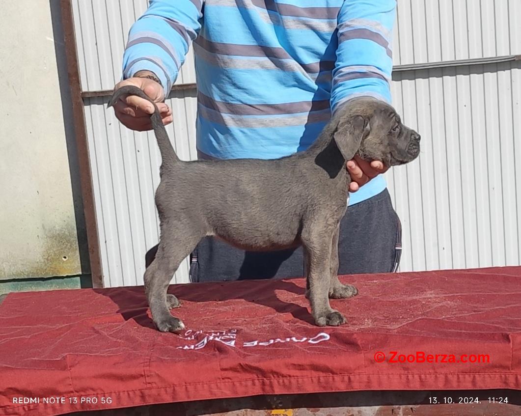 Kane korso Cane corso