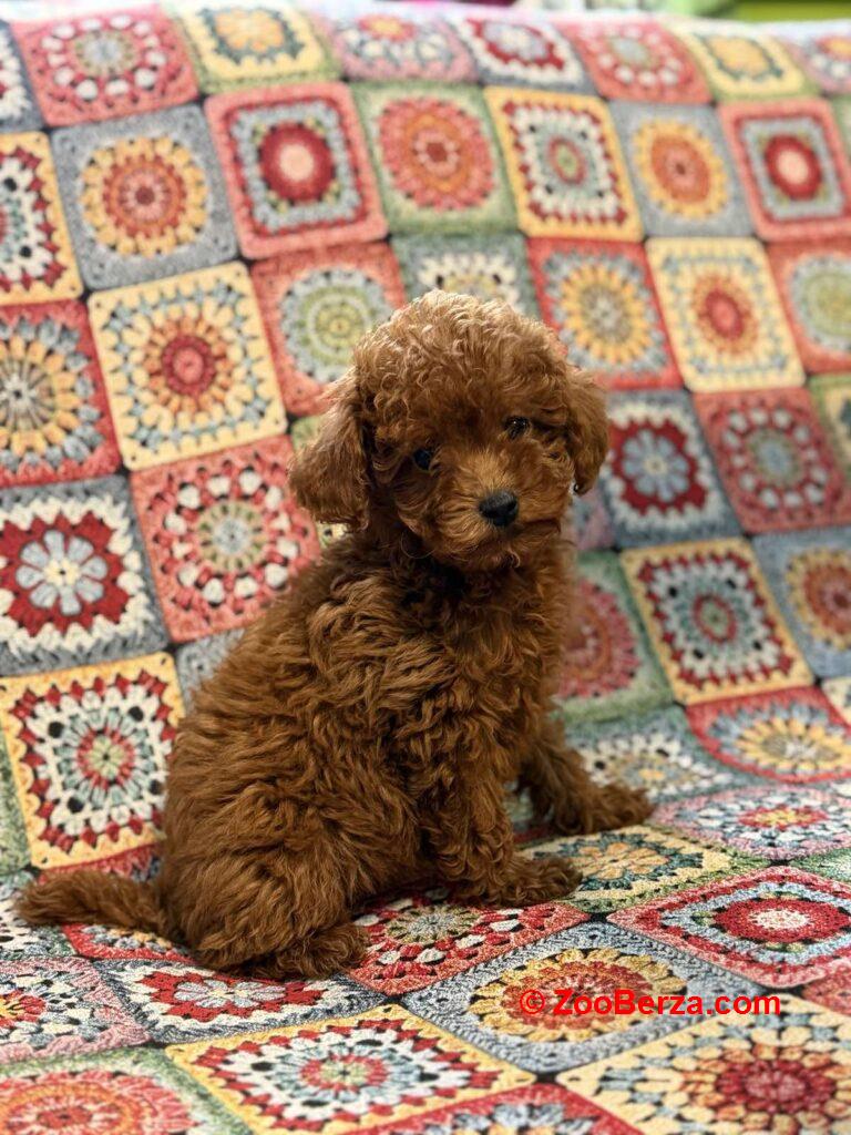 Toy Pudle na prodaju