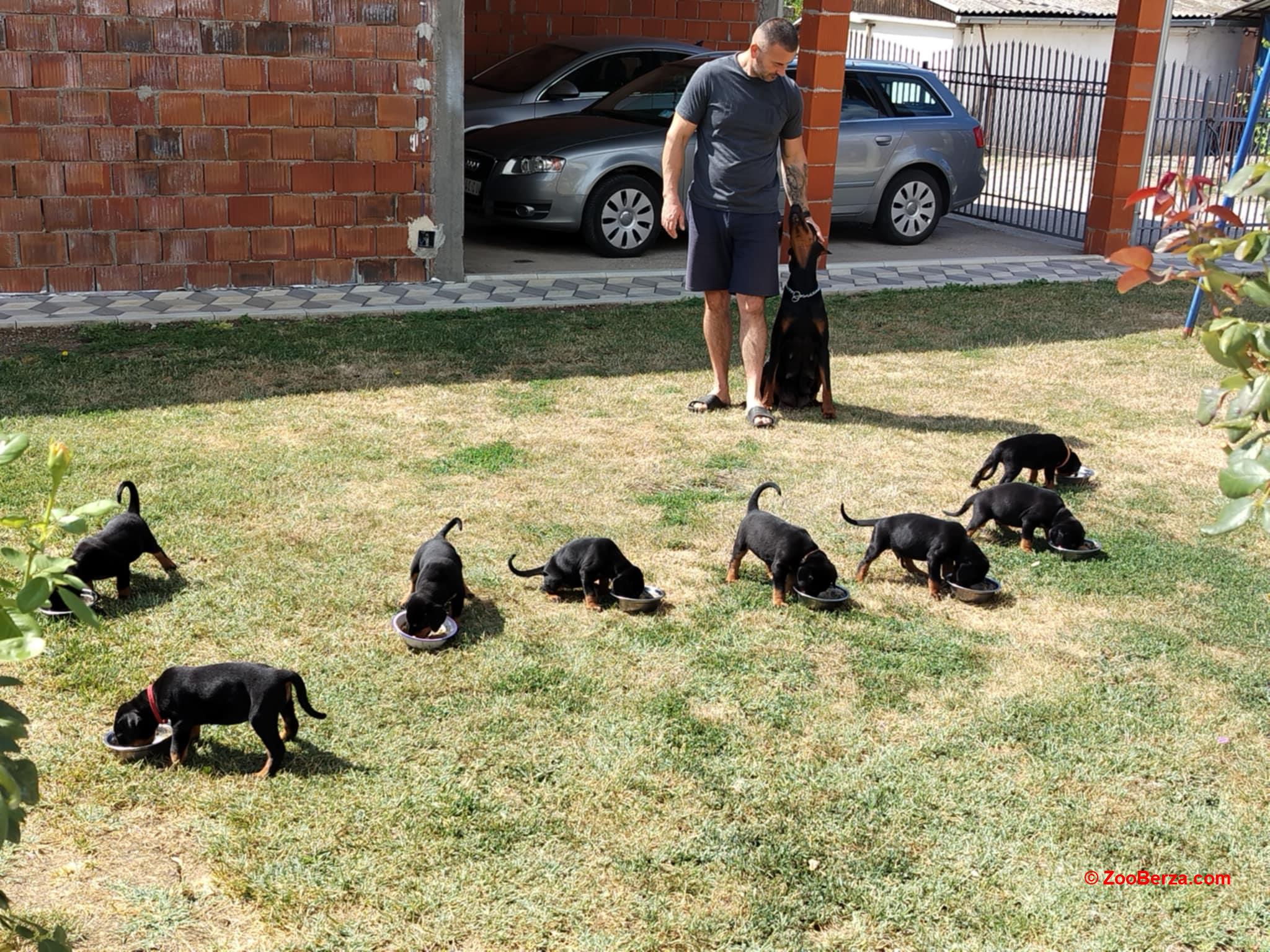 Doberman štenci
