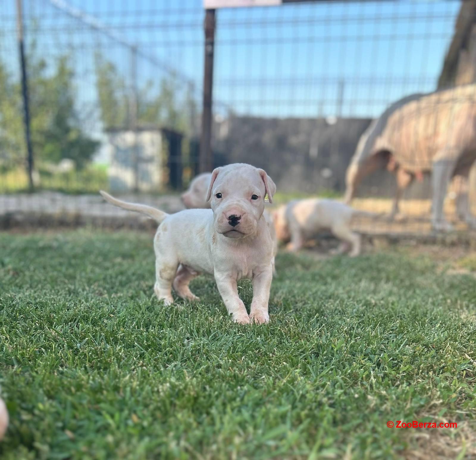 Dogo Argentino štenci 