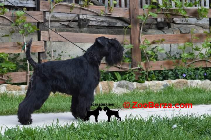 Patuljasti šnaucer štenci