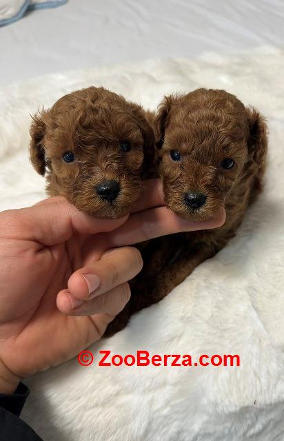 Crvene i aprikot toy pudle