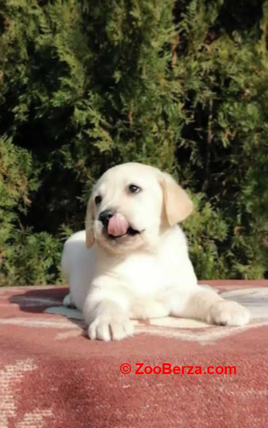 Labrador retriver 