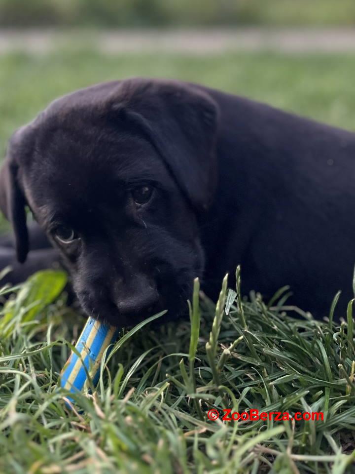 Na prodaju stenci Labrador retriver  