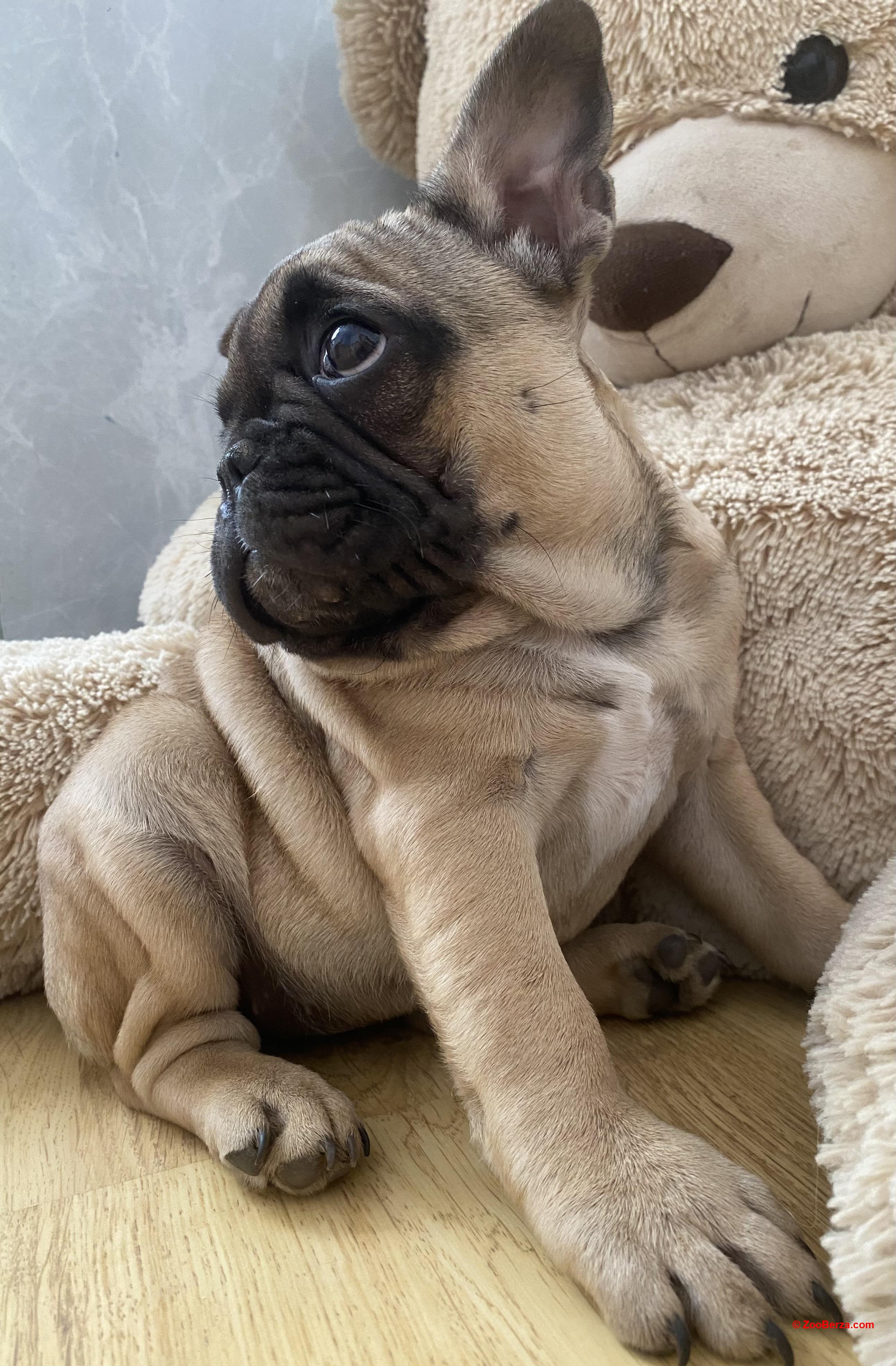 Francuski buldog
