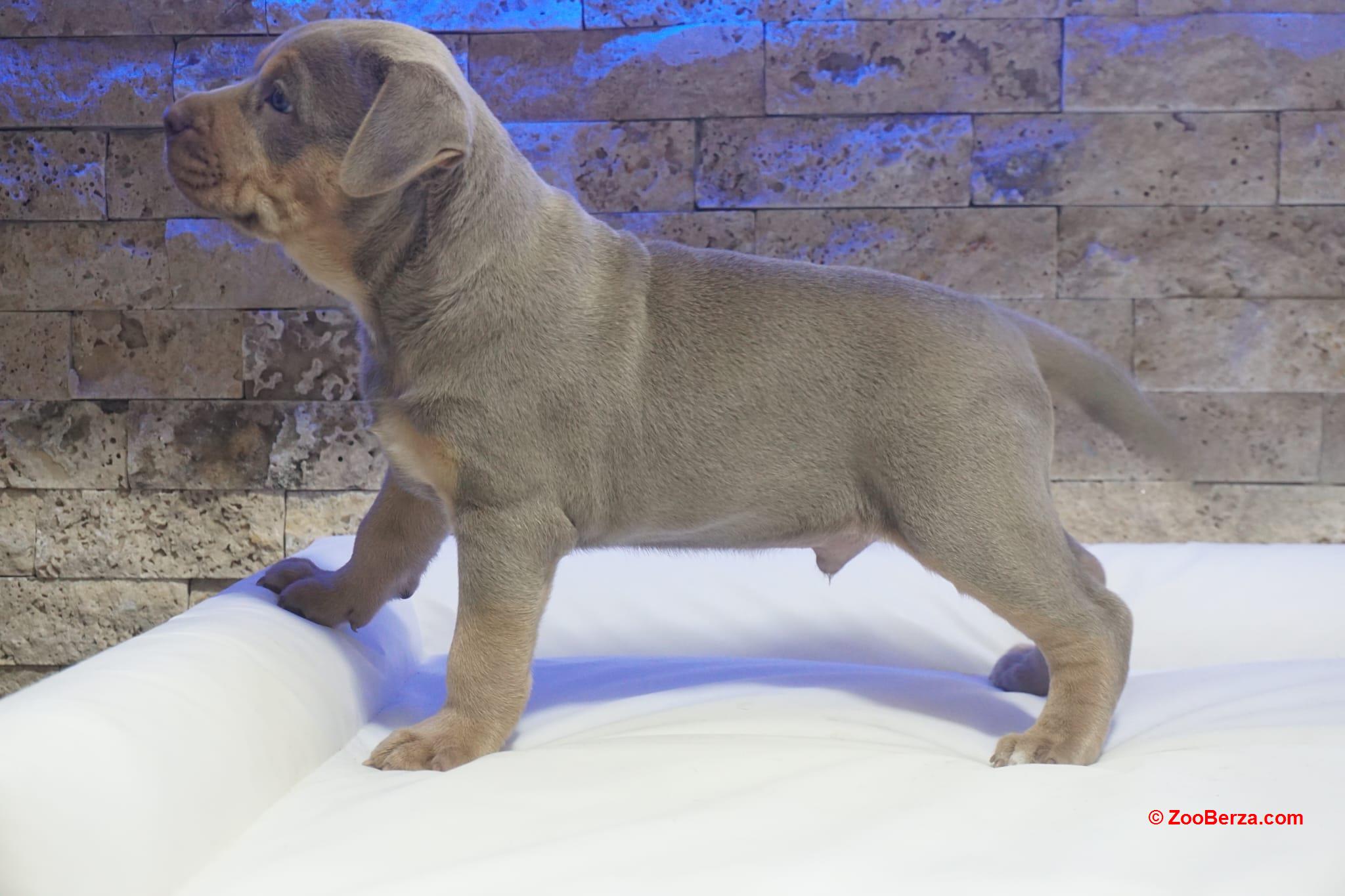 Pitbull Lilac Tricolor štene