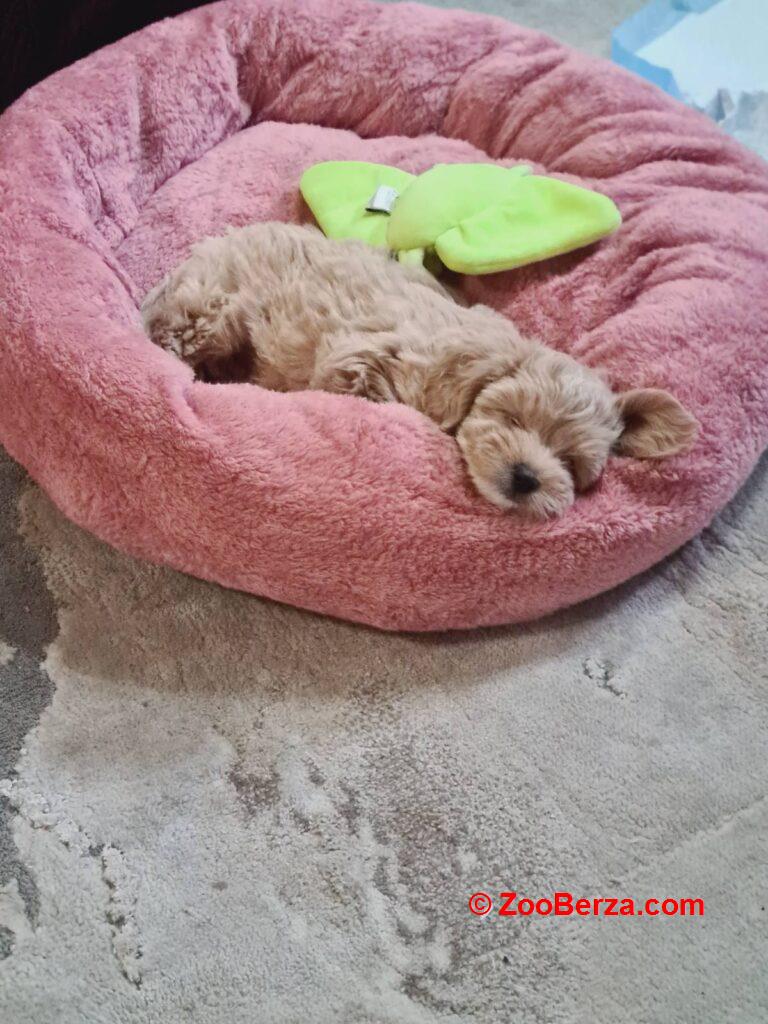 Maltipoo štenci