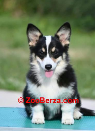 Velski korgi/Welsh Corgi Pembroke štenci