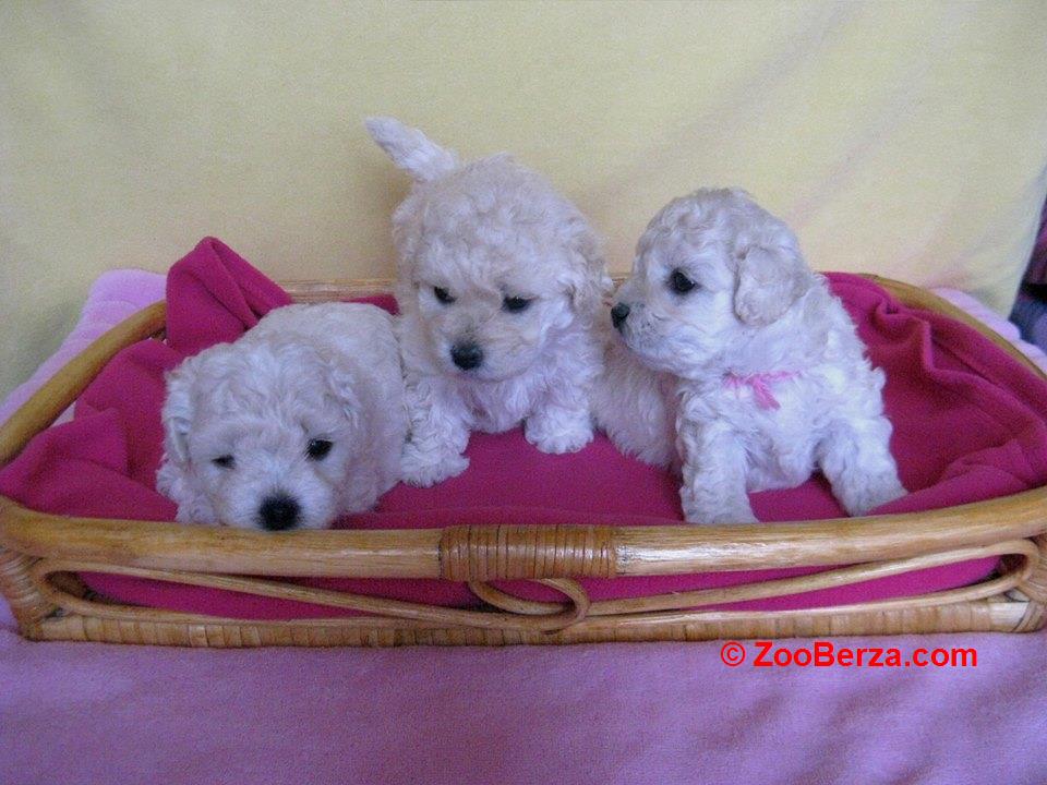 mini maltezer