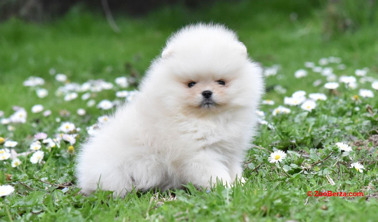 Pomeranac BOO medvedići, Pomeranski Špic