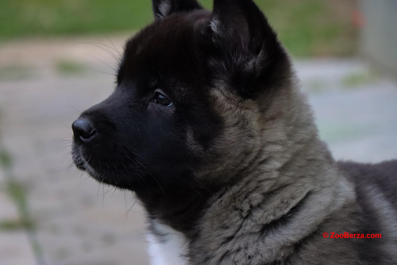 Americka Akita stenci