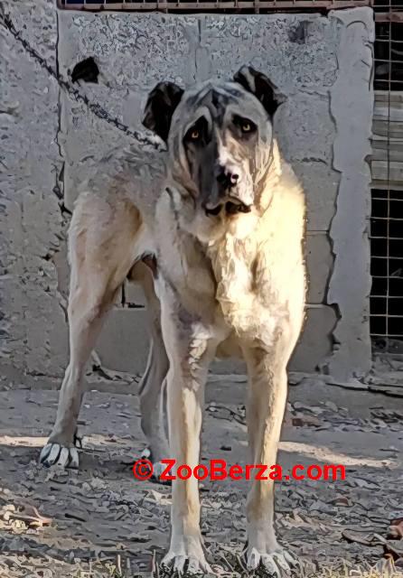Turski Kangal, mužjak