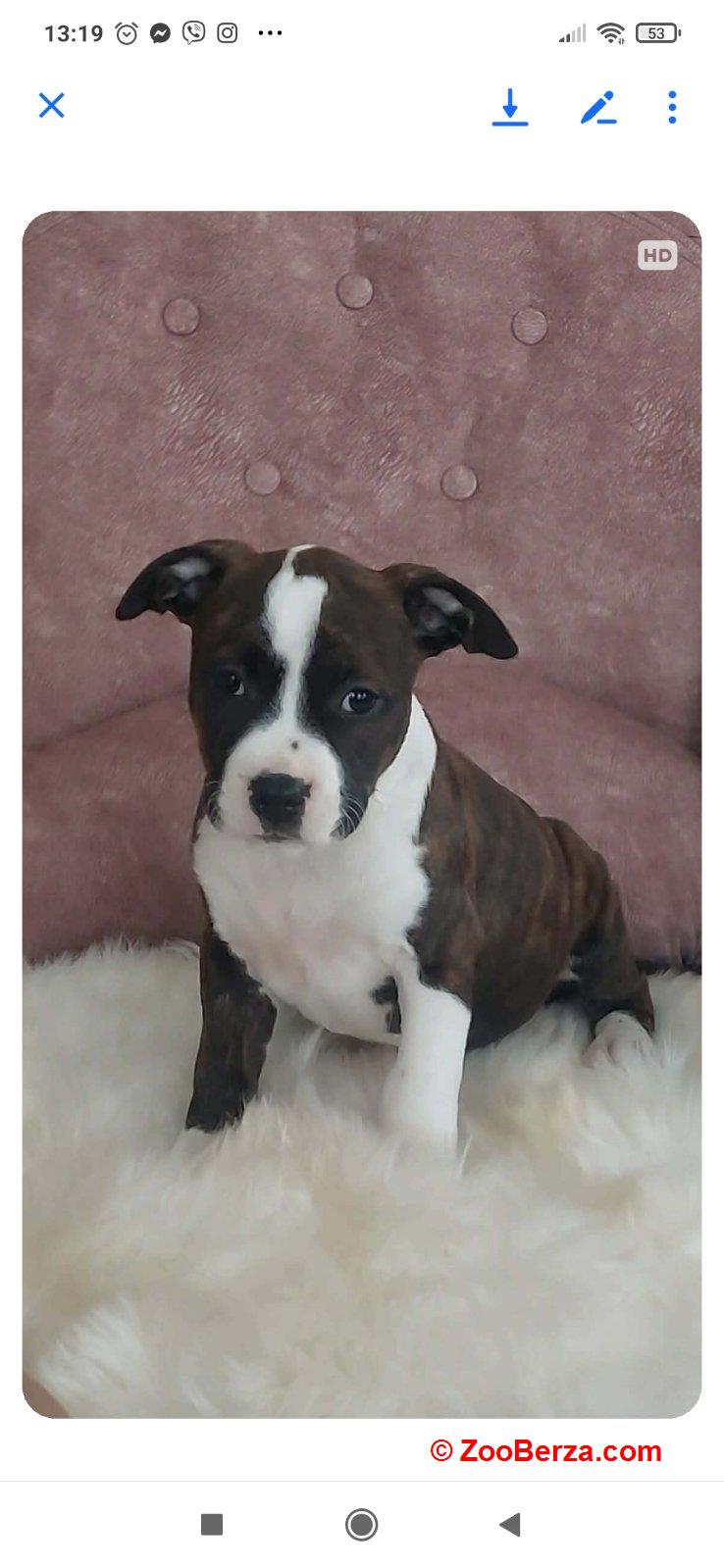 Zenke americkog staforda