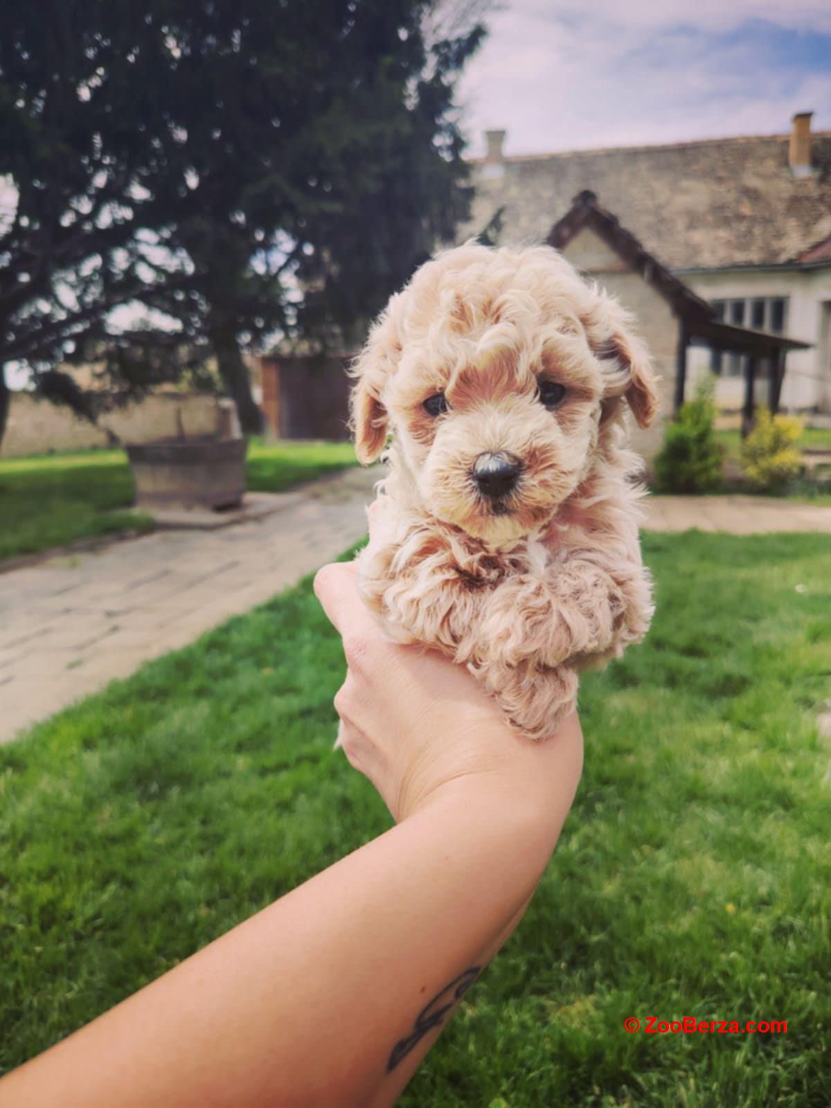 Maltipoo stenci