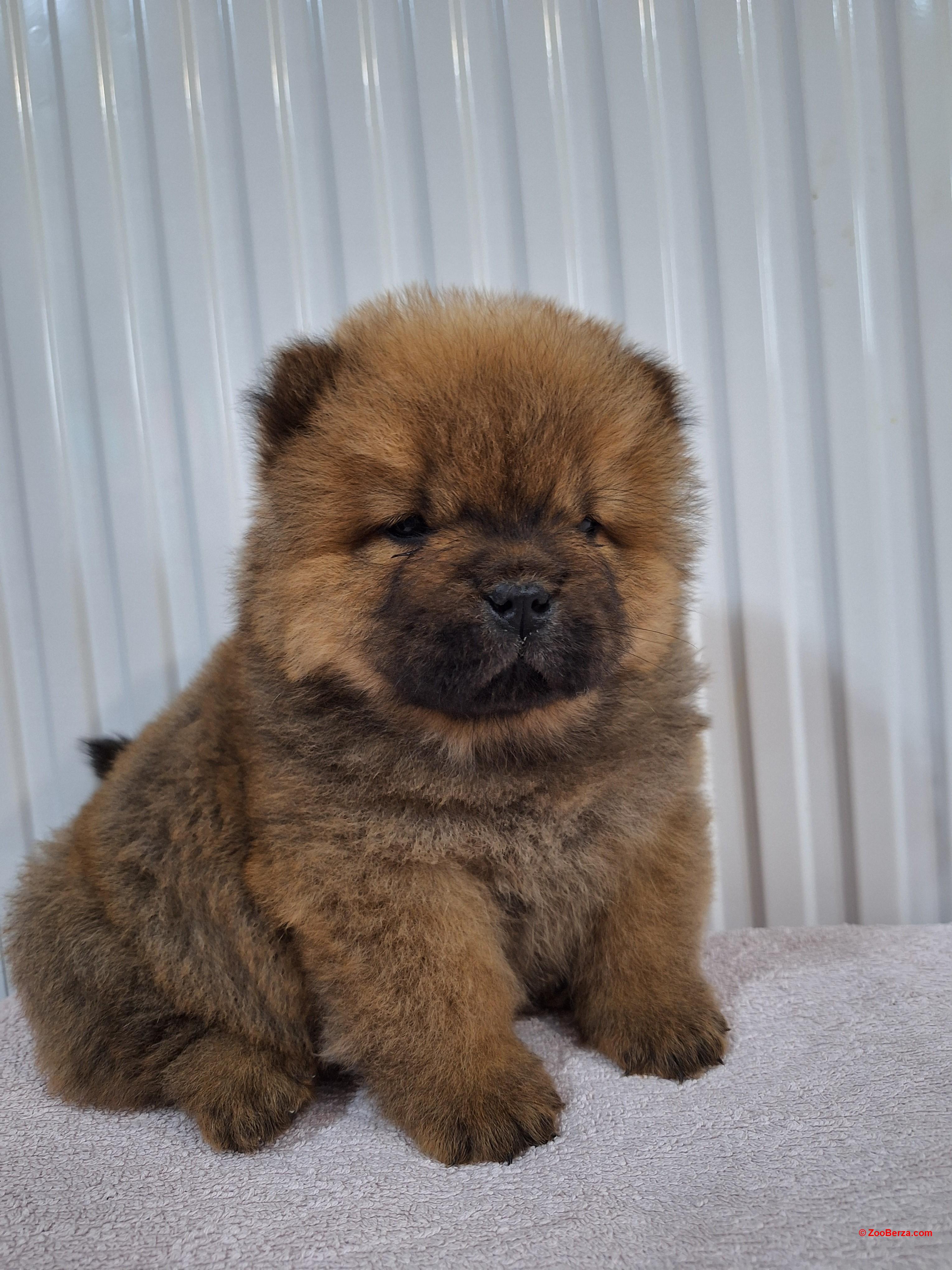 Chow chow,cau cau stenci