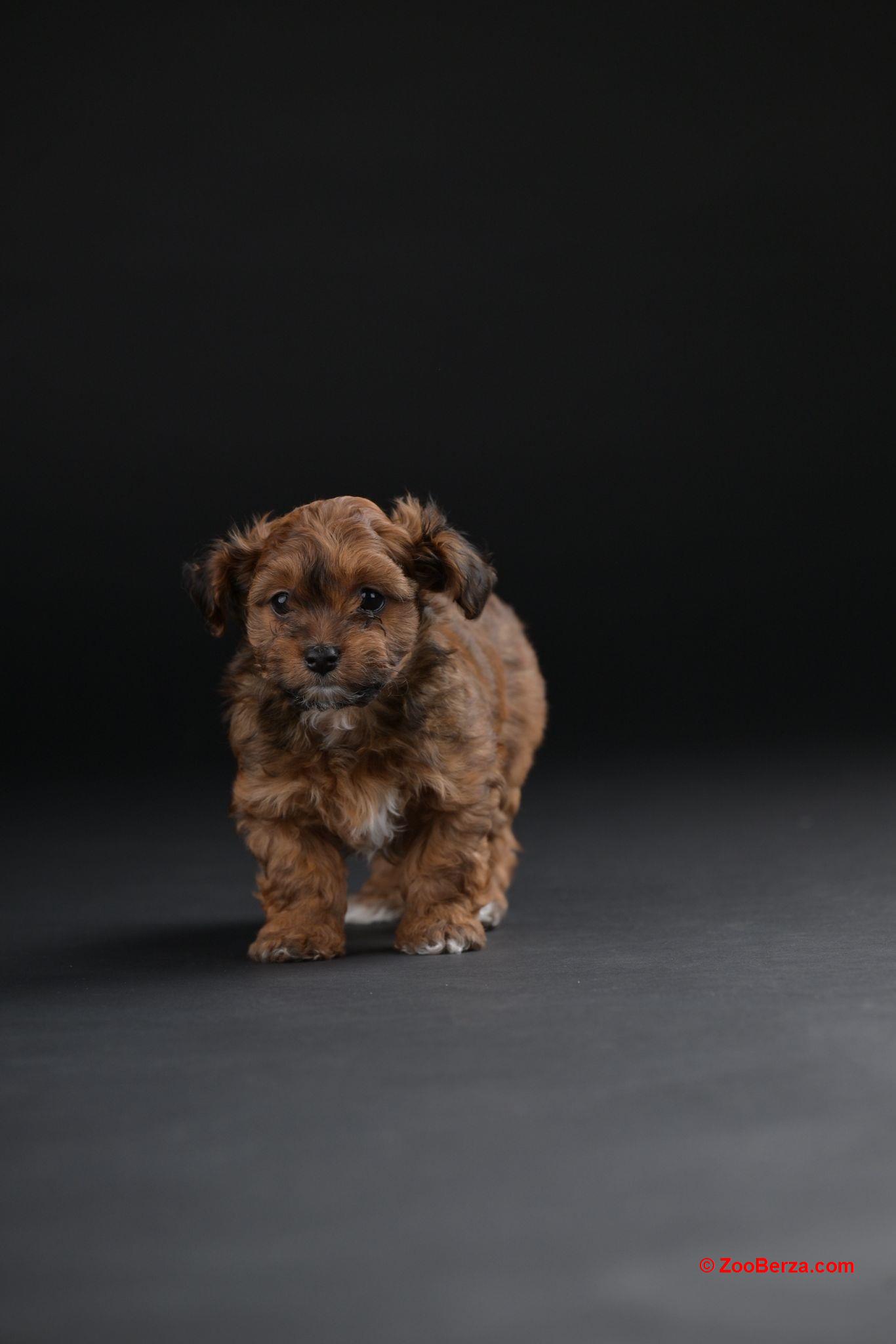 Havanski Bišon prelepi stenci