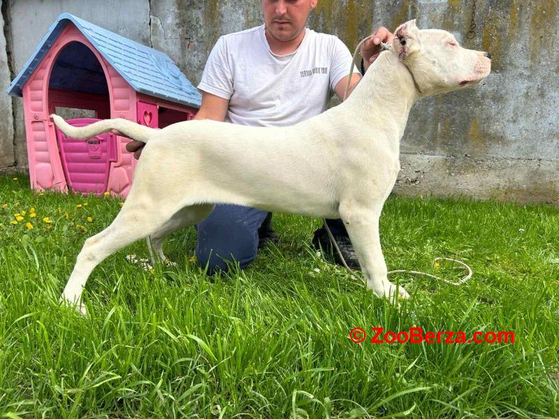 Dogo Argentino