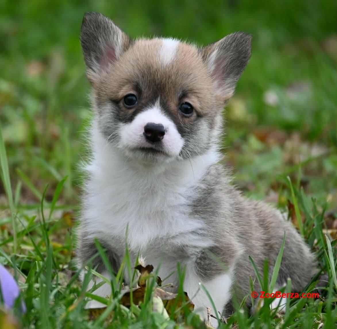 Velski korgi/Welsh Corgi Pembroke