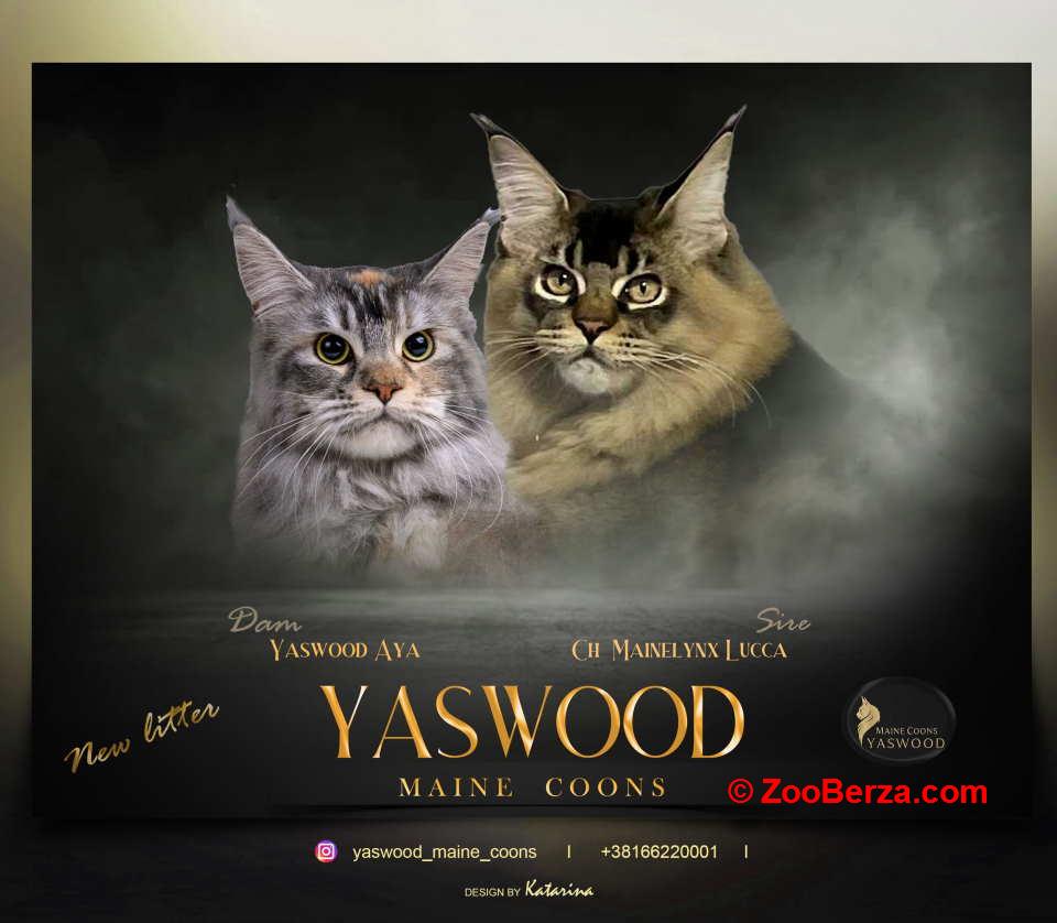 Maine Coon macici vrhunskog porekla  