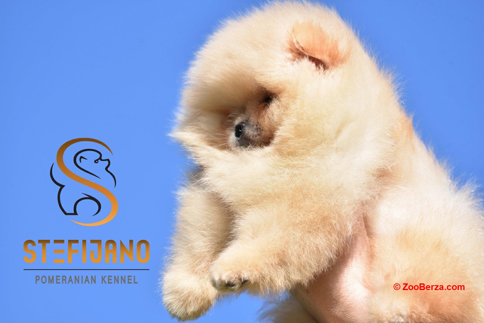 Pomeranac BOO medvedići, Pomeranski Špic štenci