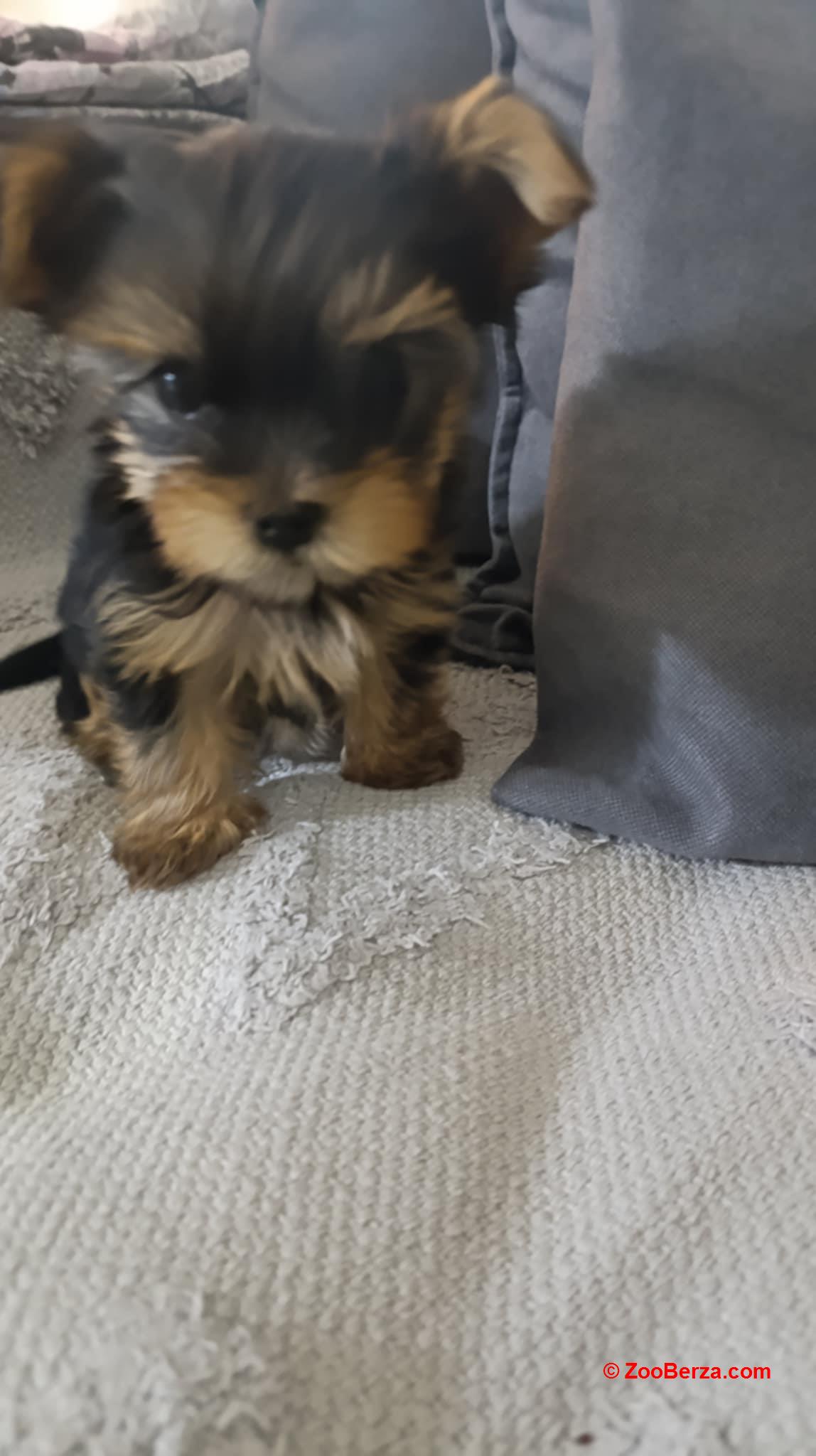 Jorksijski terijer prelepi stenci