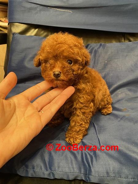 Prelepe patuljaste i toy pudle