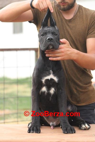 Cane corso štenci