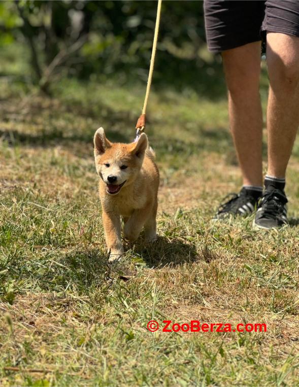 Japanska Akita Inu štenci