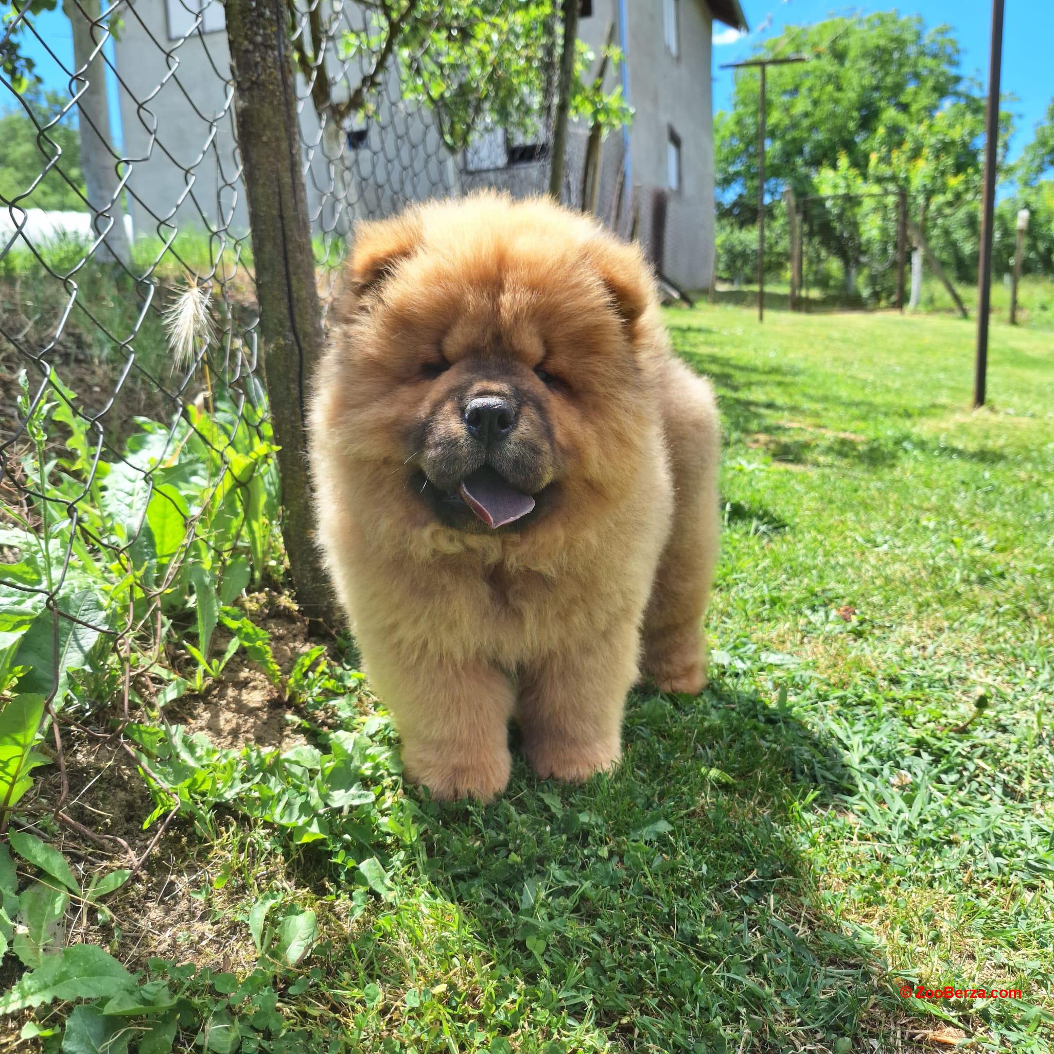 Chow chow stenci