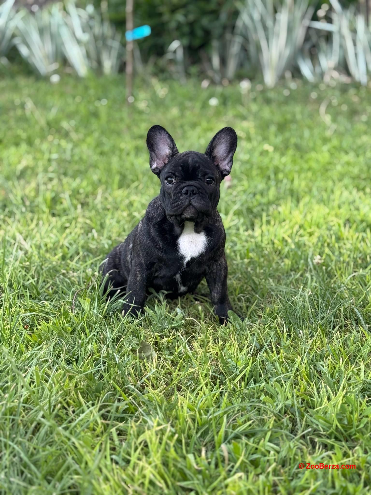 Francuski Buldog VRHUNSKO štene