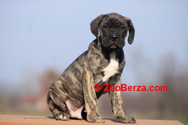 Cane corso štenci