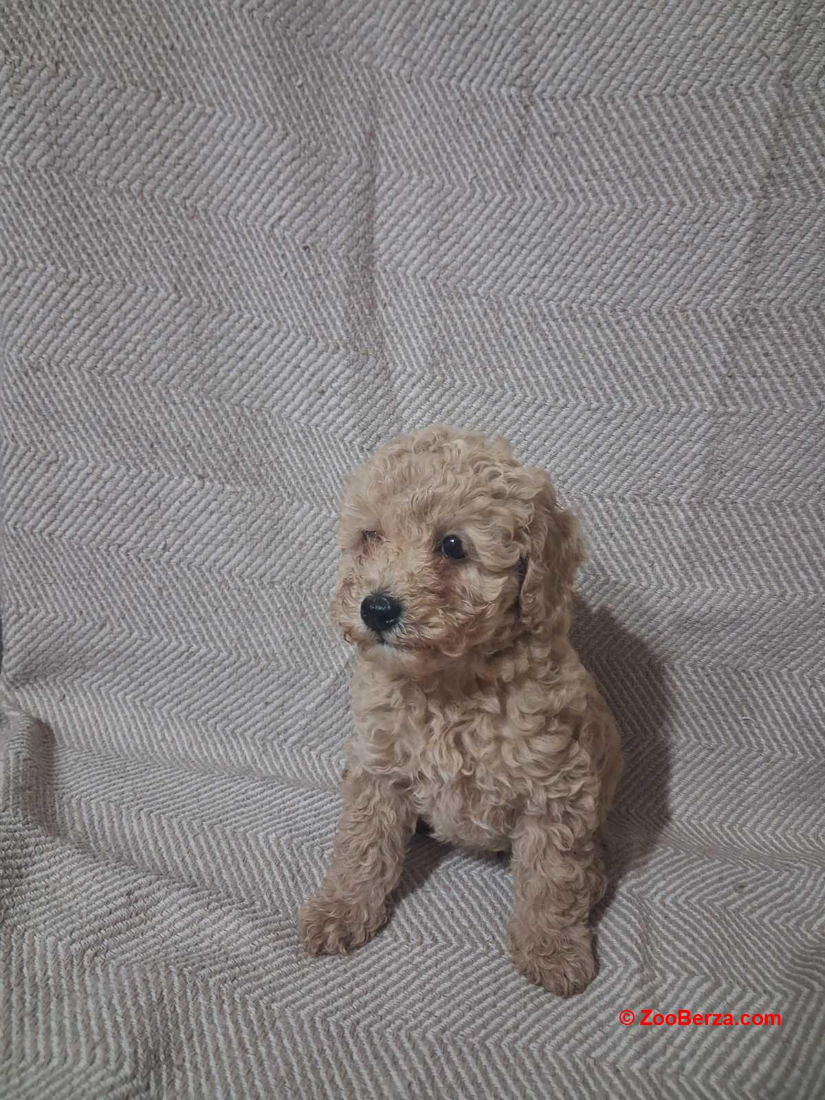 Patuljaste Pudle prodaja